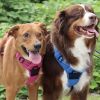 Venture Paw PULL CONTROL Harness - Mountain Lake